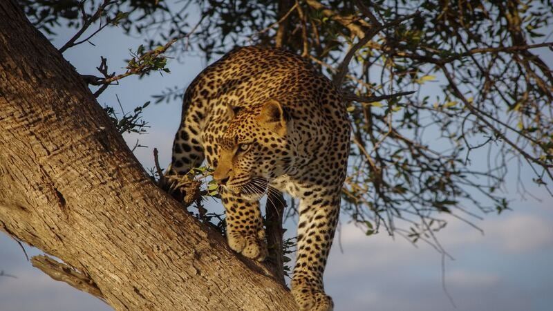 Hôtel Baobab Beach Resort and Spa 4* et Safari 3 nuits pas cher photo 19