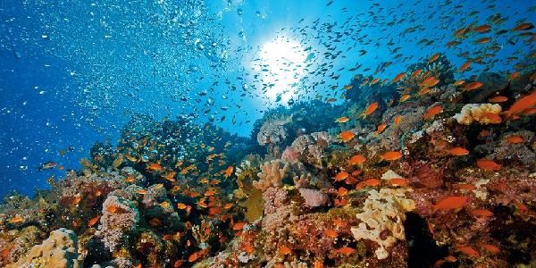 Hôtel Concorde Moreen Beach Resort 5* pas cher photo 7