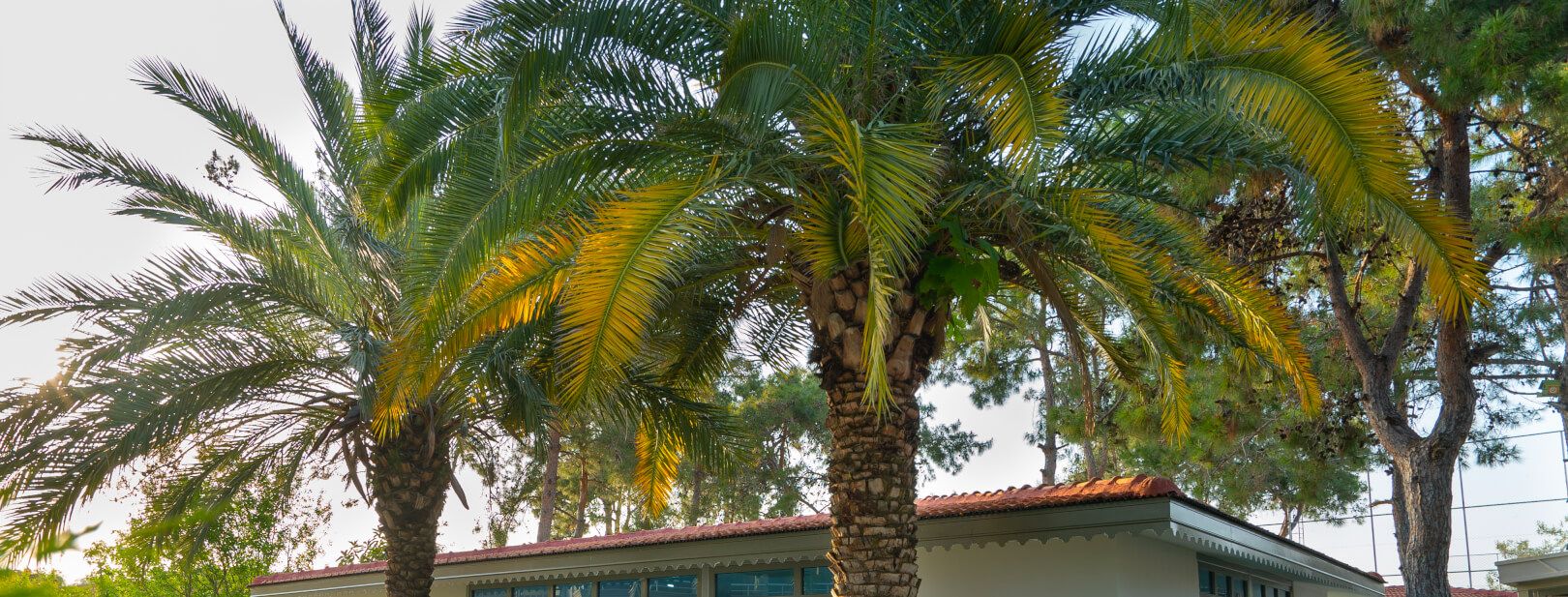 Hôtel Linda Resort 5* pas cher photo 3