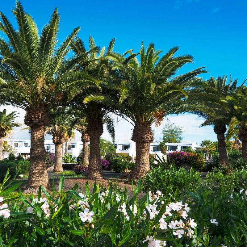 Hôtel Mondi Club Relaxia Olivina Lanzarote 4* pas cher photo 7