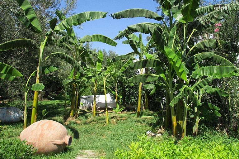 Hôtel Le Hammamet Hôtel & Spa 4* pas cher photo 28