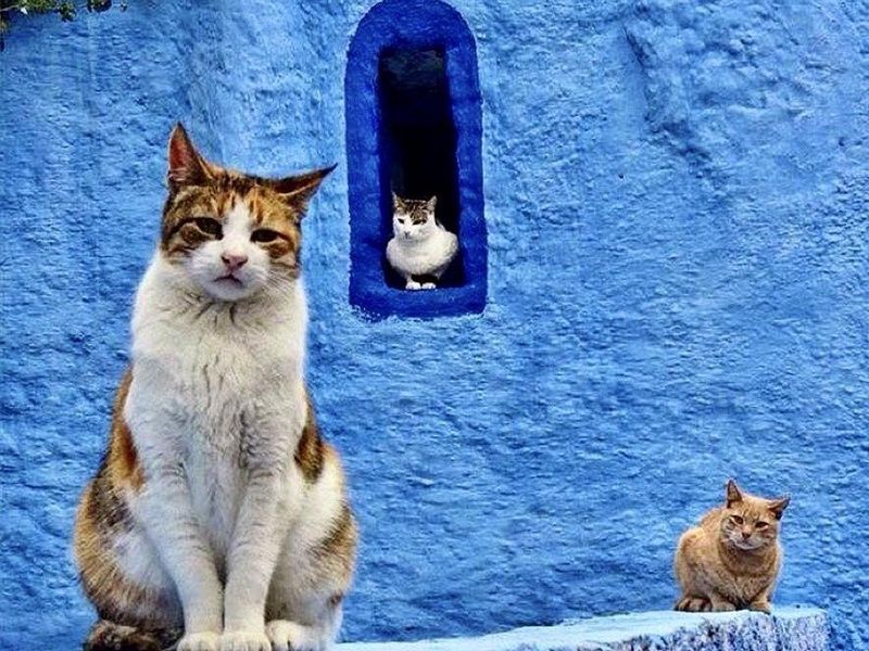 Circuit City Break à Chefchaouen pas cher photo 11