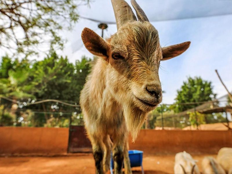 Domaine Villate Limoune By Ôvoyages 4* pas cher photo 16