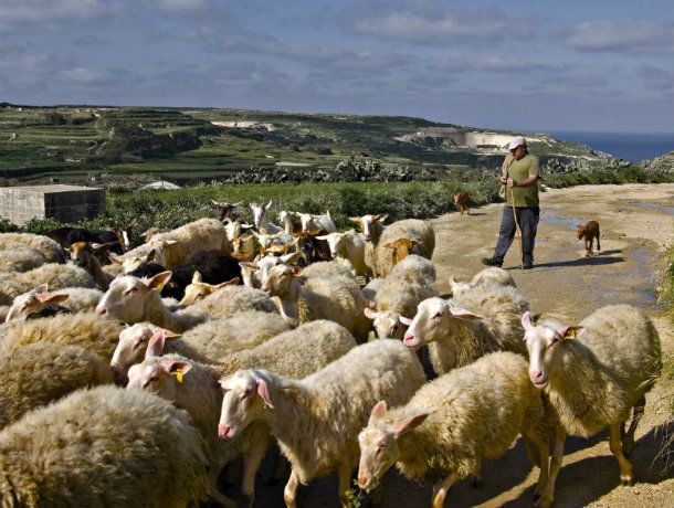 Combiné Malte/Gozo 4* pas cher photo 6