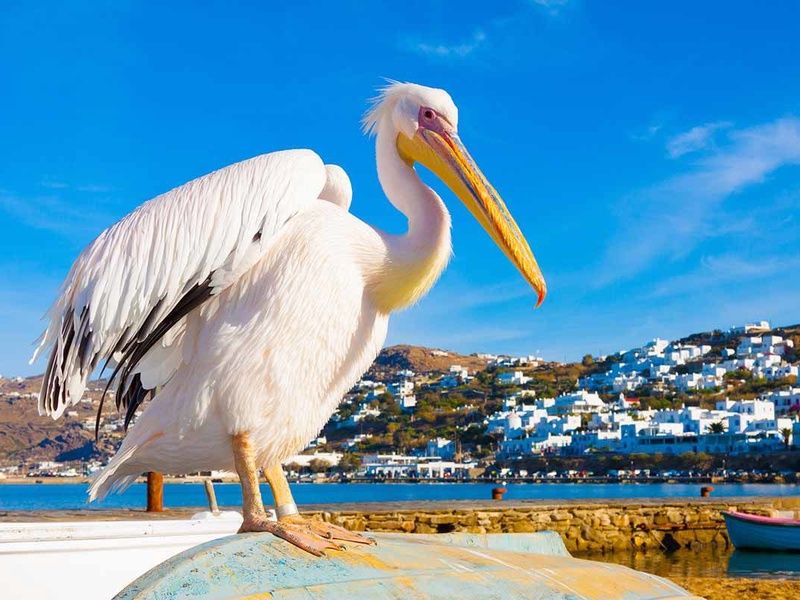 Hôtel Pénélope Village 3* pas cher photo 8