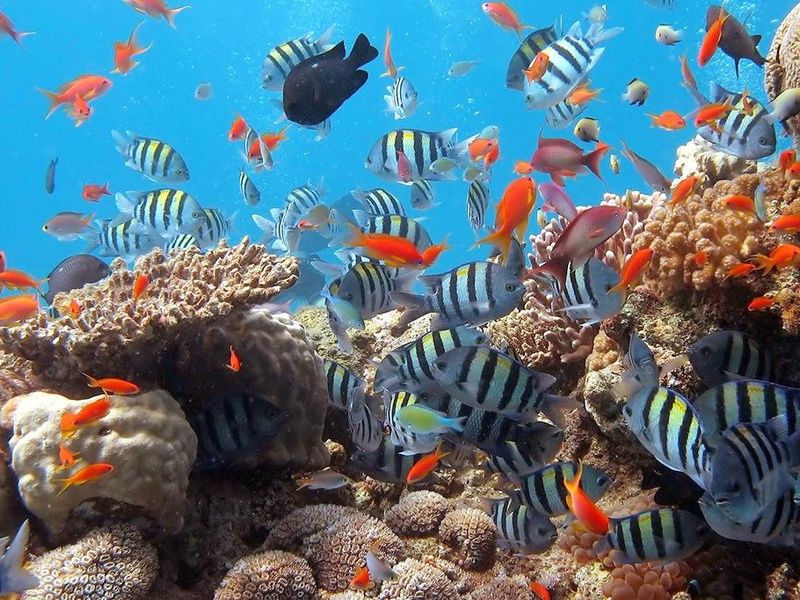 Aqaba en liberté 4* pas cher photo 14