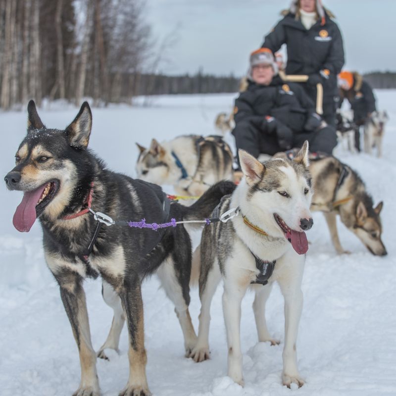 Séjour Activités "Aventures en Laponie" Hôtel Grand Arctic Resort pas cher photo 10