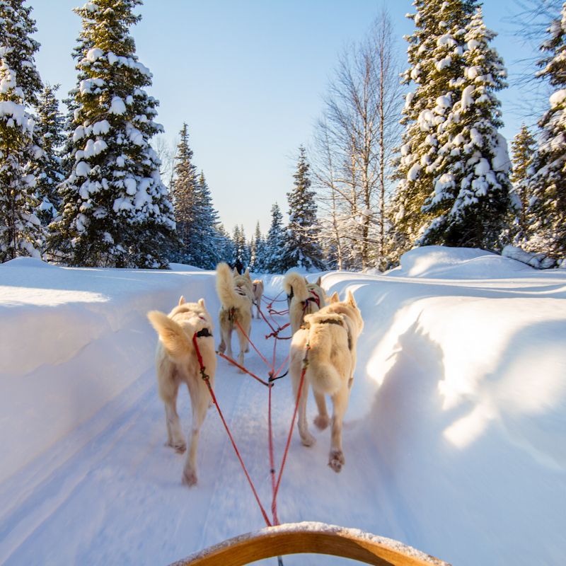 Séjour activités "Balade en Laponie" Mondi Club Sodankyla pas cher photo 10