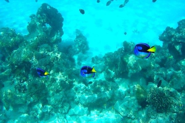 Fram Selection Pongwe Bay Resort 5* pas cher photo 7