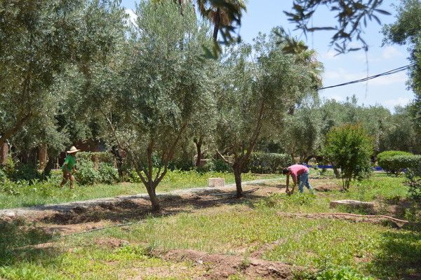 Oliveraie Jnane Zitoune 3* pas cher photo 13