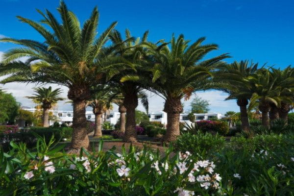 Club Mondi Club Relaxia Olivina Lanzarote 4* pas cher photo 18