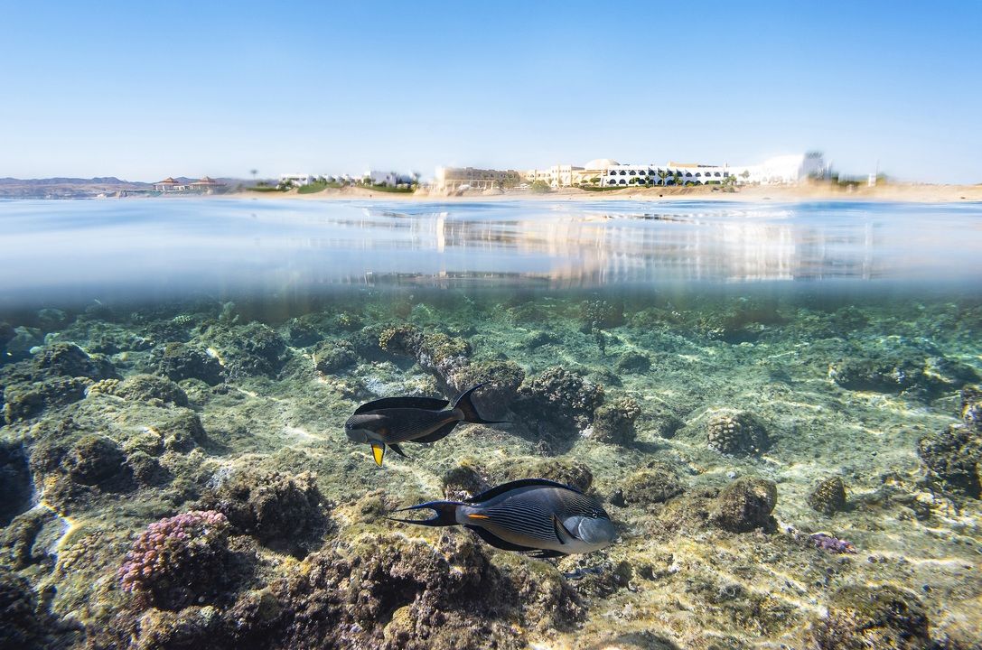 Hôtel Three Corners Equinox Beach Resort 4* pas cher photo 16