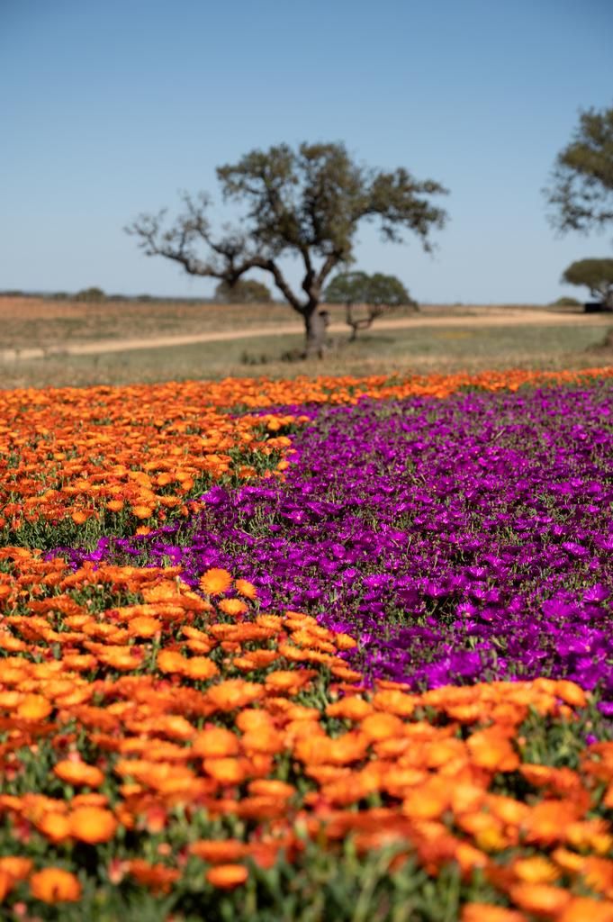 Hôtel Agrotourisme Vila Gale Collection Monte Do Vilar 4* pas cher photo 1