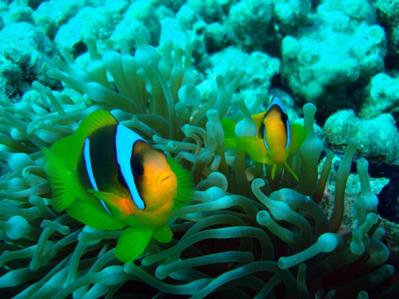 Hôtel Serenity Alpha Beach 5* pas cher photo 4