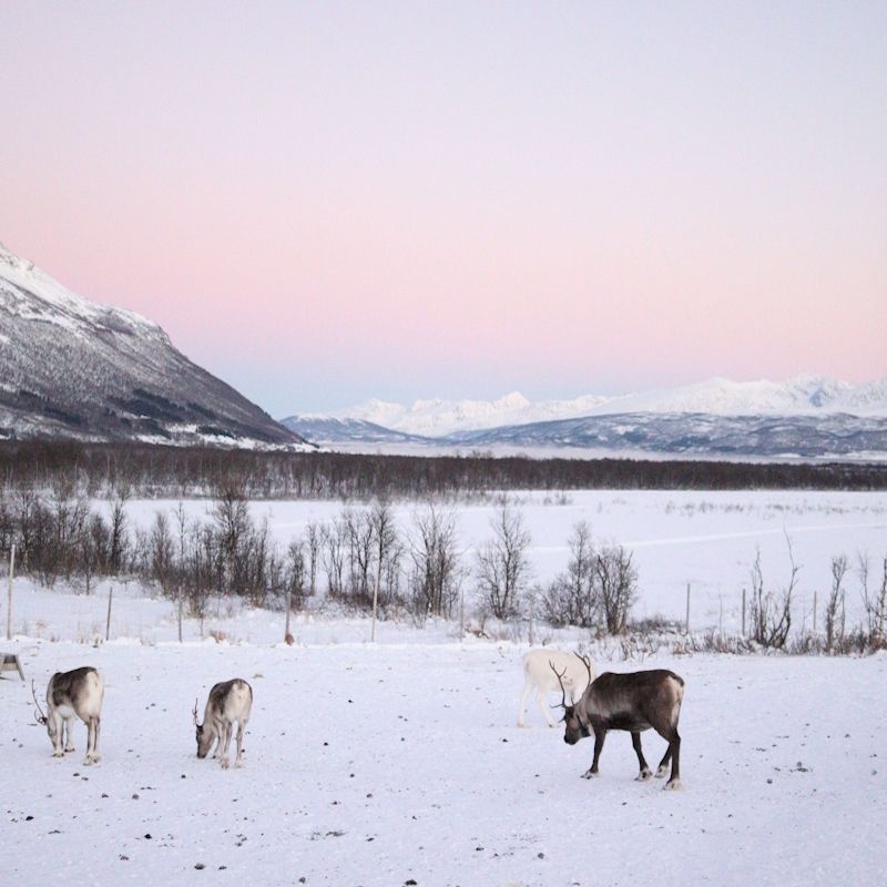 Séjour MultiActivités Aventures en Laponie Hôtel Grand Arctic Resort 4* pas cher photo 15