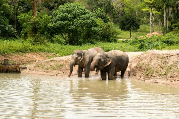 Séjour Phuket, Kora Beach Resort 5* pas cher photo 28
