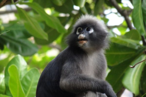 Séjour Rayavadee 5*Eco Luxe pas cher photo 9