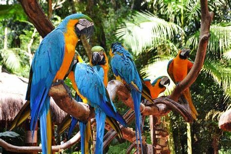 Séjour à Rio 5* avec excursions incluses pas cher photo 1