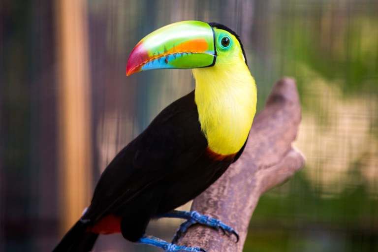 Le Panama que j'aime - 3* pas cher photo 5