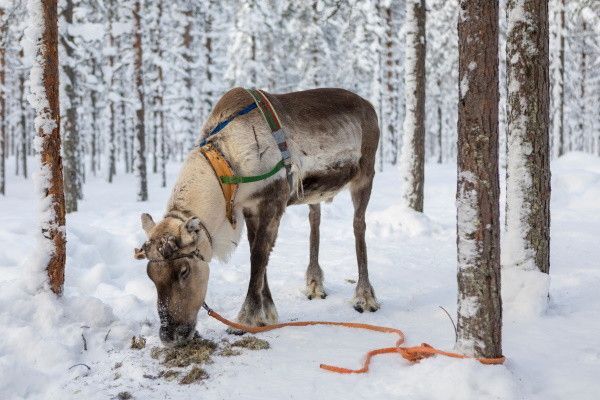 Club Jumbo First Village (activités incluses) 3* pas cher photo 4