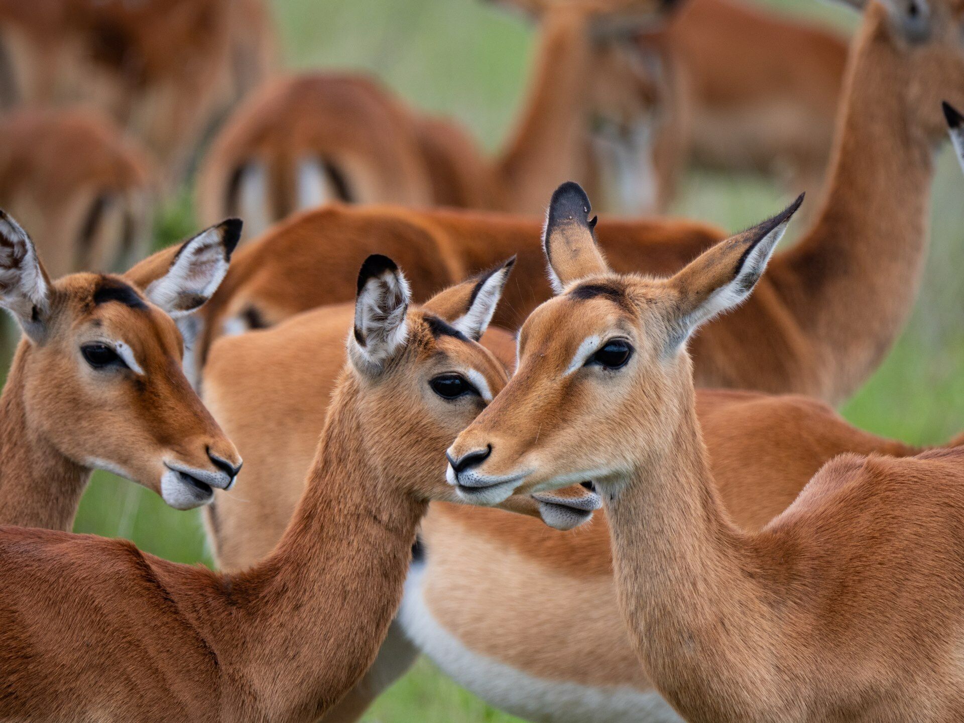 Trains, Savanes & Plages Kenyanes 9J/7N - En privatif pas cher photo 6