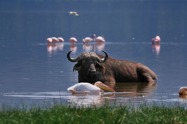 Du Masai Mara aux Rivages de Zanzibar, plage de Kiwengwa pas cher