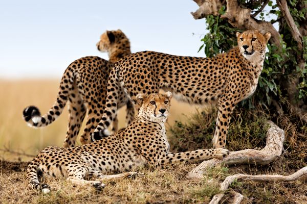 Du Masai Mara aux Rivages de Zanzibar, plage de Kiwengwa pas cher photo 2