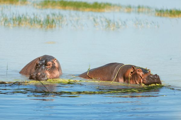 Du Masai Mara aux Rivages de Zanzibar, plage de Kiwengwa pas cher photo 10