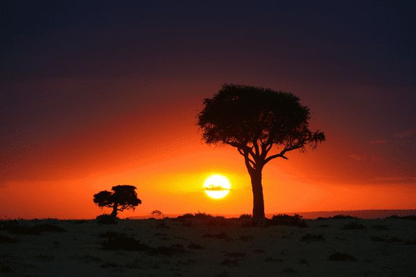 Du Masai Mara aux Rivages de Zanzibar, plage de Kiwengwa pas cher photo 17