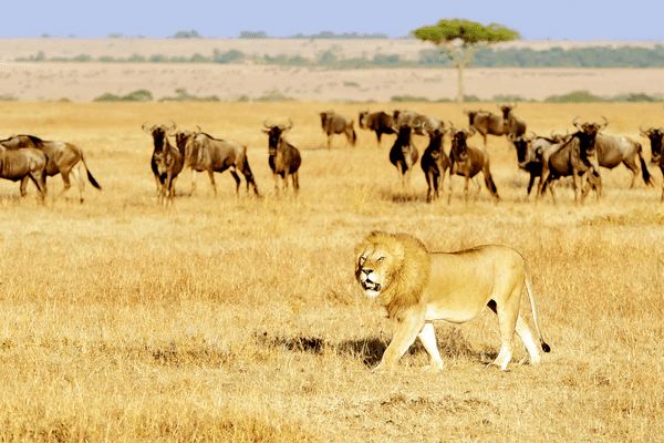 Du Masai Mara aux Rivages de Zanzibar, plage de Kiwengwa pas cher photo 20