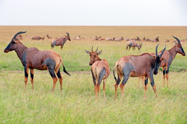 Du Masai Mara aux Rivages de Zanzibar, plage de Kiwengwa pas cher photo 21