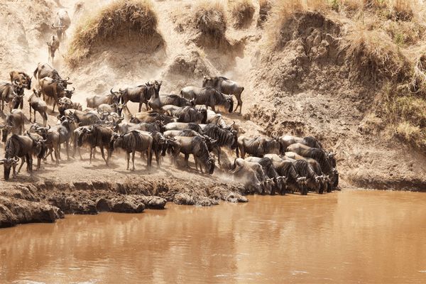 Du Masai Mara aux Rivages de Zanzibar, plage de Kiwengwa pas cher photo 23