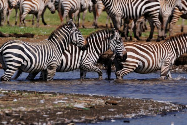 Du Masai Mara aux Rivages de Zanzibar, plage de Kiwengwa pas cher photo 24