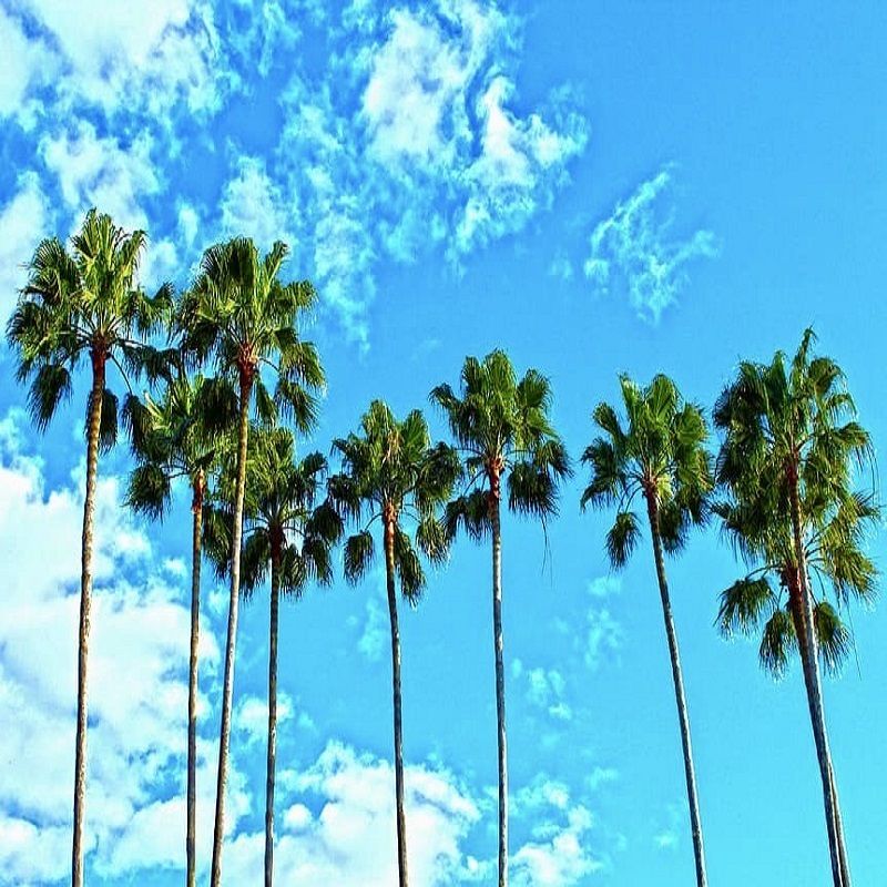 Un Voyage Nommé Désir pas cher photo 6