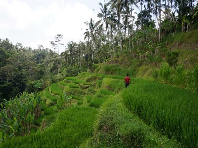 Trio Ubud, Nusa Lembongan & Nusa Dua: Furamaxclusive Resort & Villas 5* & The Acala Shri Sedana 4* & pas cher photo 2