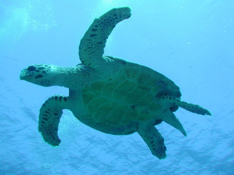 Ellaidhoo By Cinnamon 4* pas cher photo 12