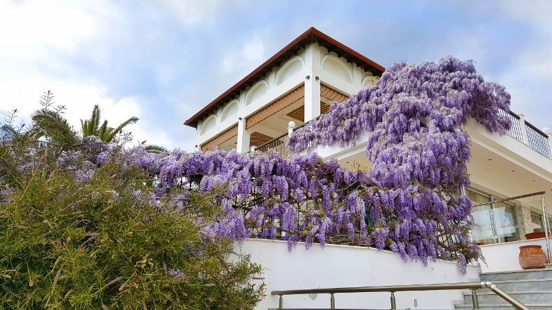 Alexandos Palace 5* pas cher photo 5