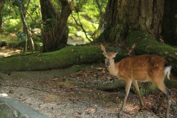 Ohayo Nippon, Du Mont Fuji à l'île des Torii pas cher photo 21