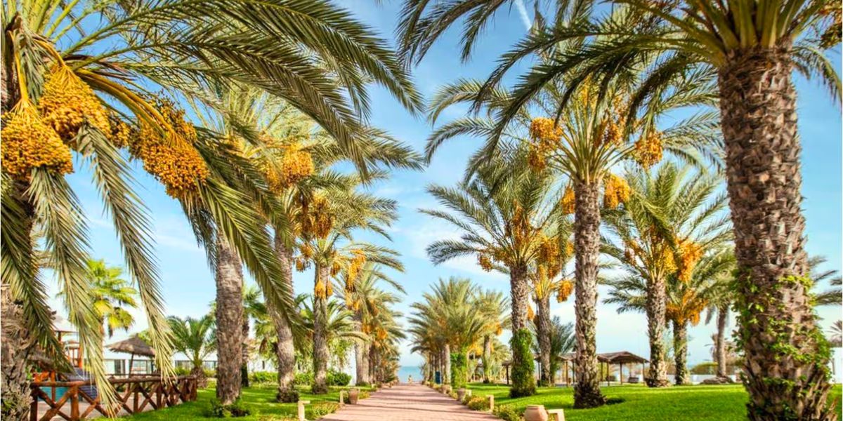 Hôtel Palm Azur 4* pas cher photo 23