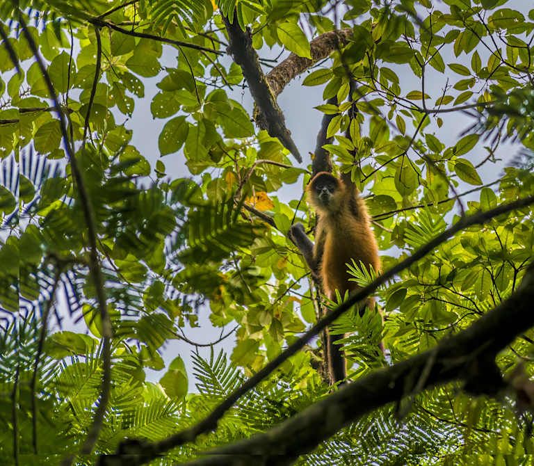De la jungle aux côtes du Pacifique pas cher photo 6