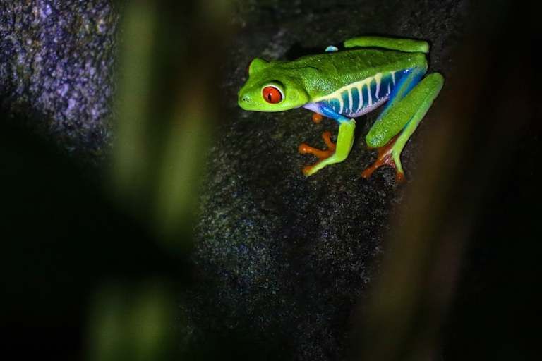 De la jungle aux côtes du Pacifique pas cher photo 18
