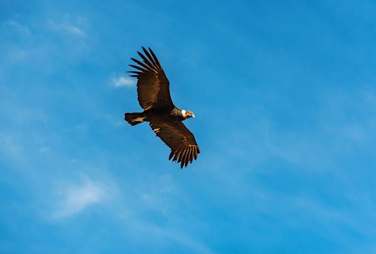 Le Pérou au volant - 3* pas cher photo 8