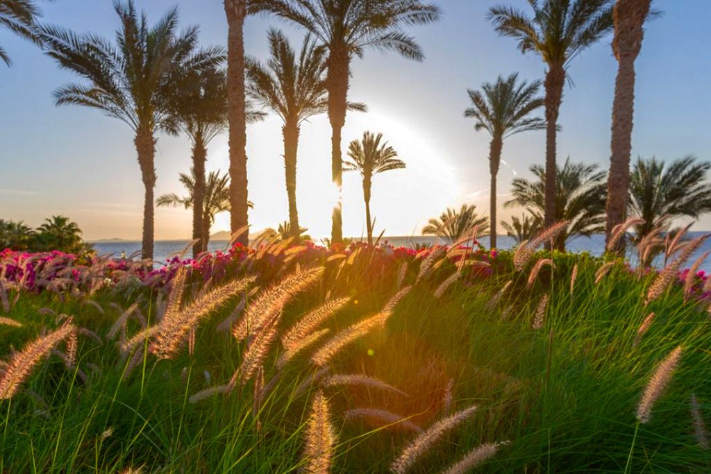 Hôtel Grand Rotana Resort et Spa 5* pas cher