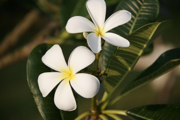 Koh Lanta, Twin Lotus 4* - Vols Flex pas cher photo 1