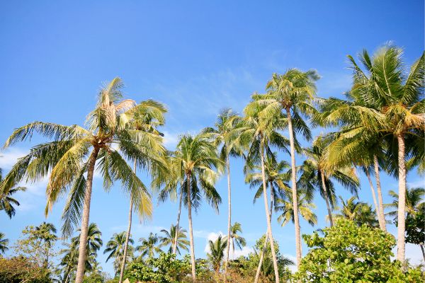 Koh Chang, Centara Koh Chang Tropicana Resort 4* - Vols Flex pas cher photo 2