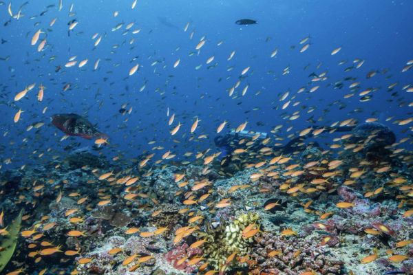 Maldives, Robinson Noonu 5* - Vols Flex pas cher photo 12