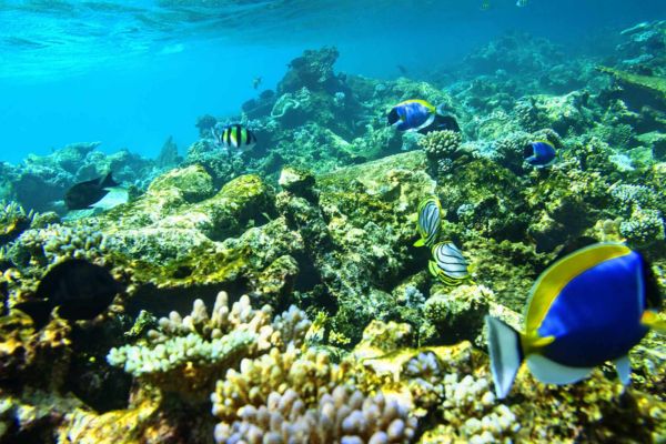 Maldives, Robinson Maldives 5* - Vols Flex pas cher photo 13