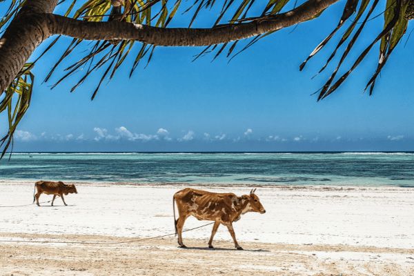 Zanzibar, BlueBay Beach Resort and Spa 5* - Vols Flex pas cher photo 8