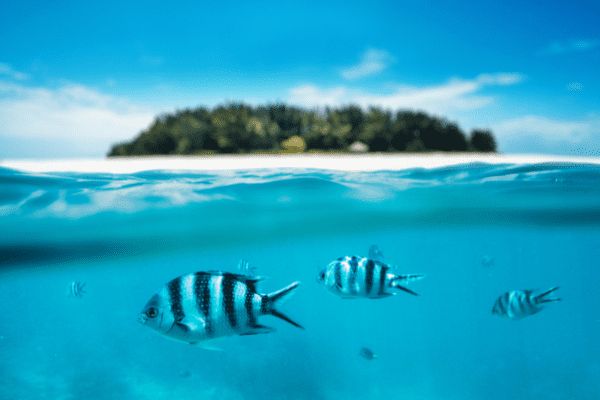 Zanzibar, BlueBay Beach Resort and Spa 5* - Vols Flex pas cher photo 15