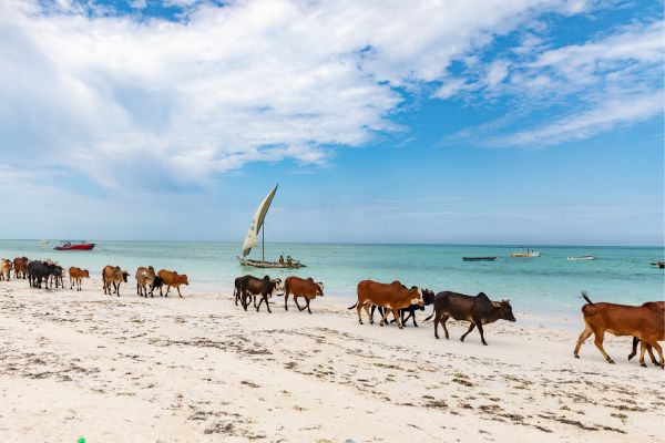 Zanzibar Rhapsody et plage de Kiwengwa - Vols Flex pas cher photo 4